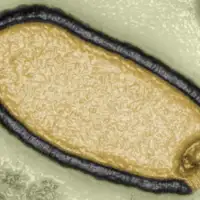 Zombi virus