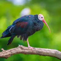 Celavi ibis