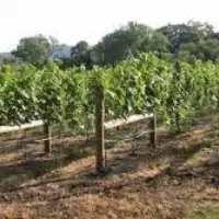 Vinograd hr