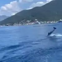 Delfin
