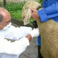 ovca i veterinar