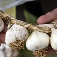 Bijeli luk 109
