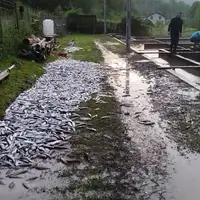 Riba uginula sipovo