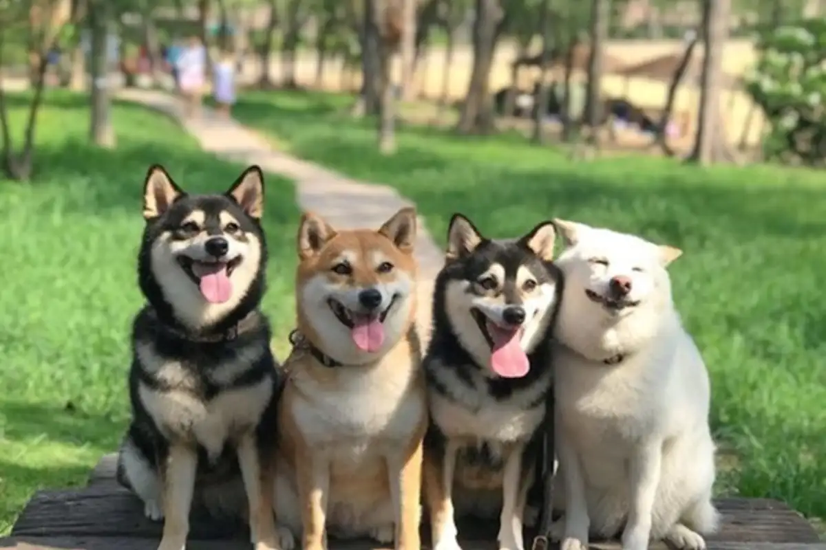 Shiba hina
