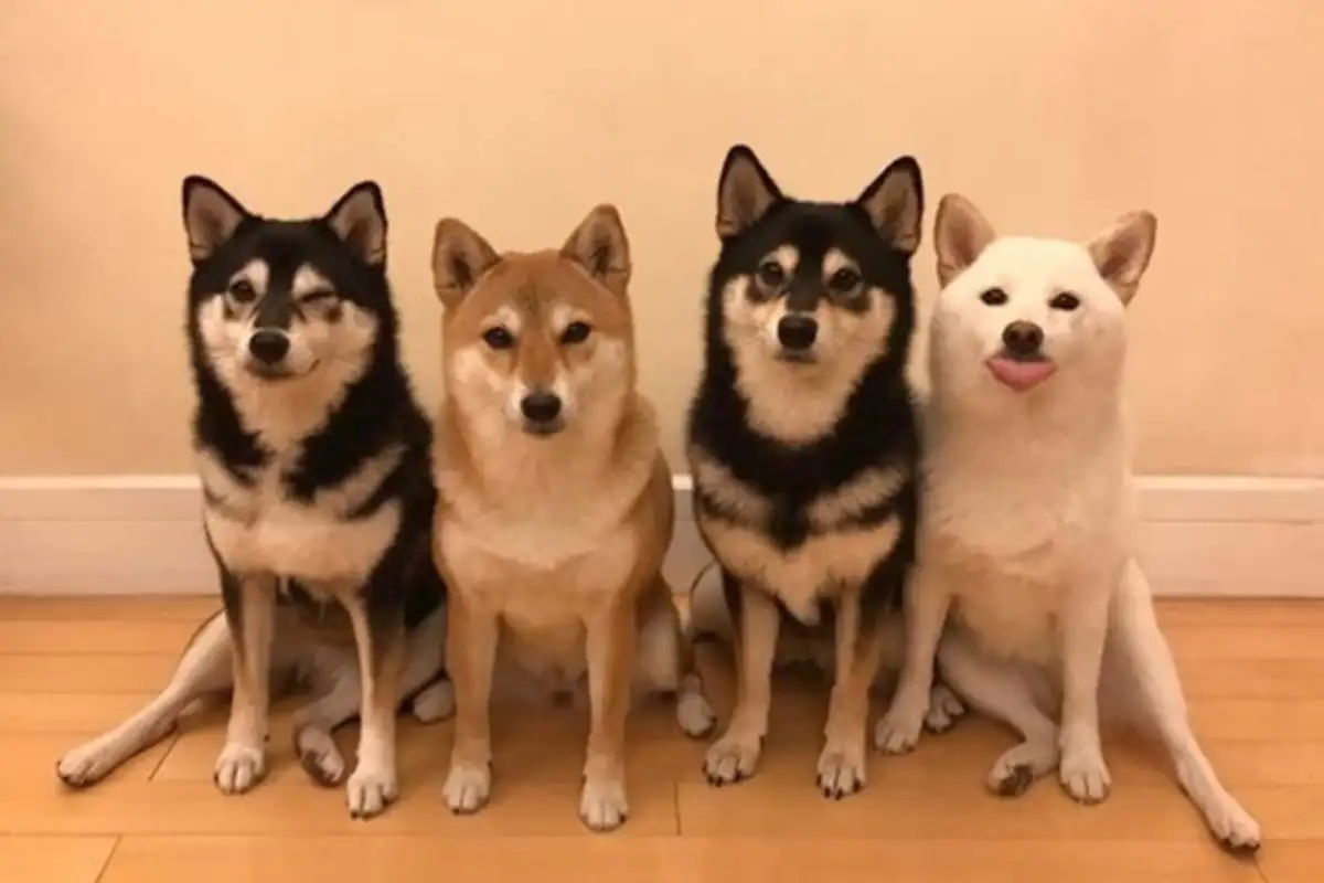 Shiba hina2