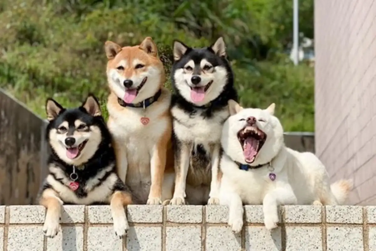 Shiba hina3