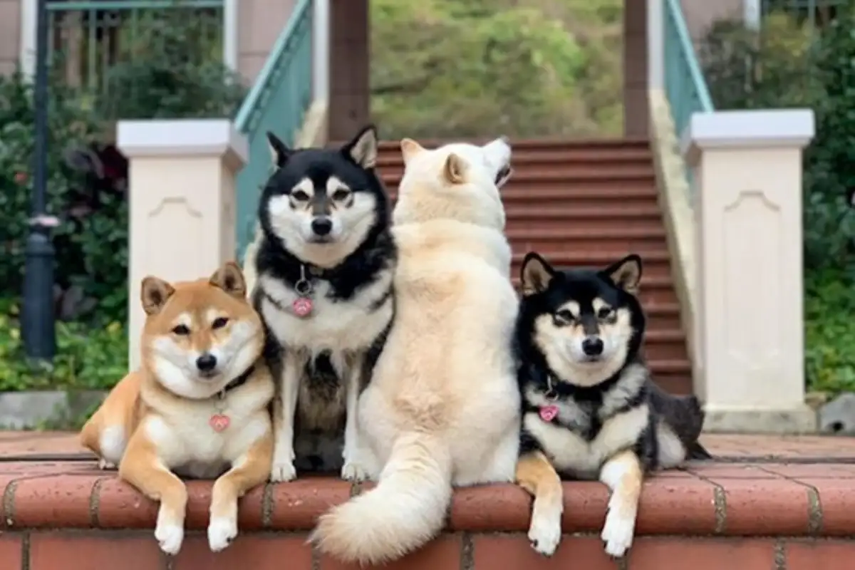 Shiba hina4
