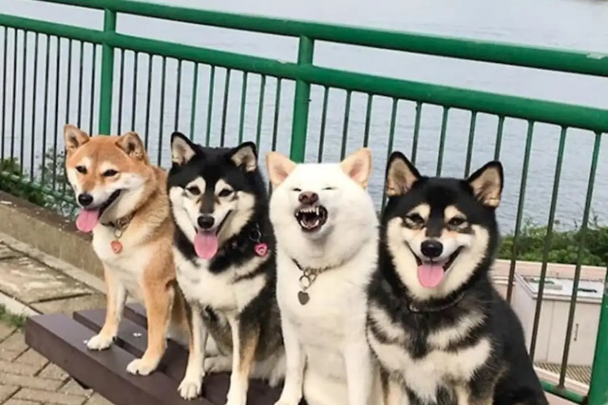Shiba hina5