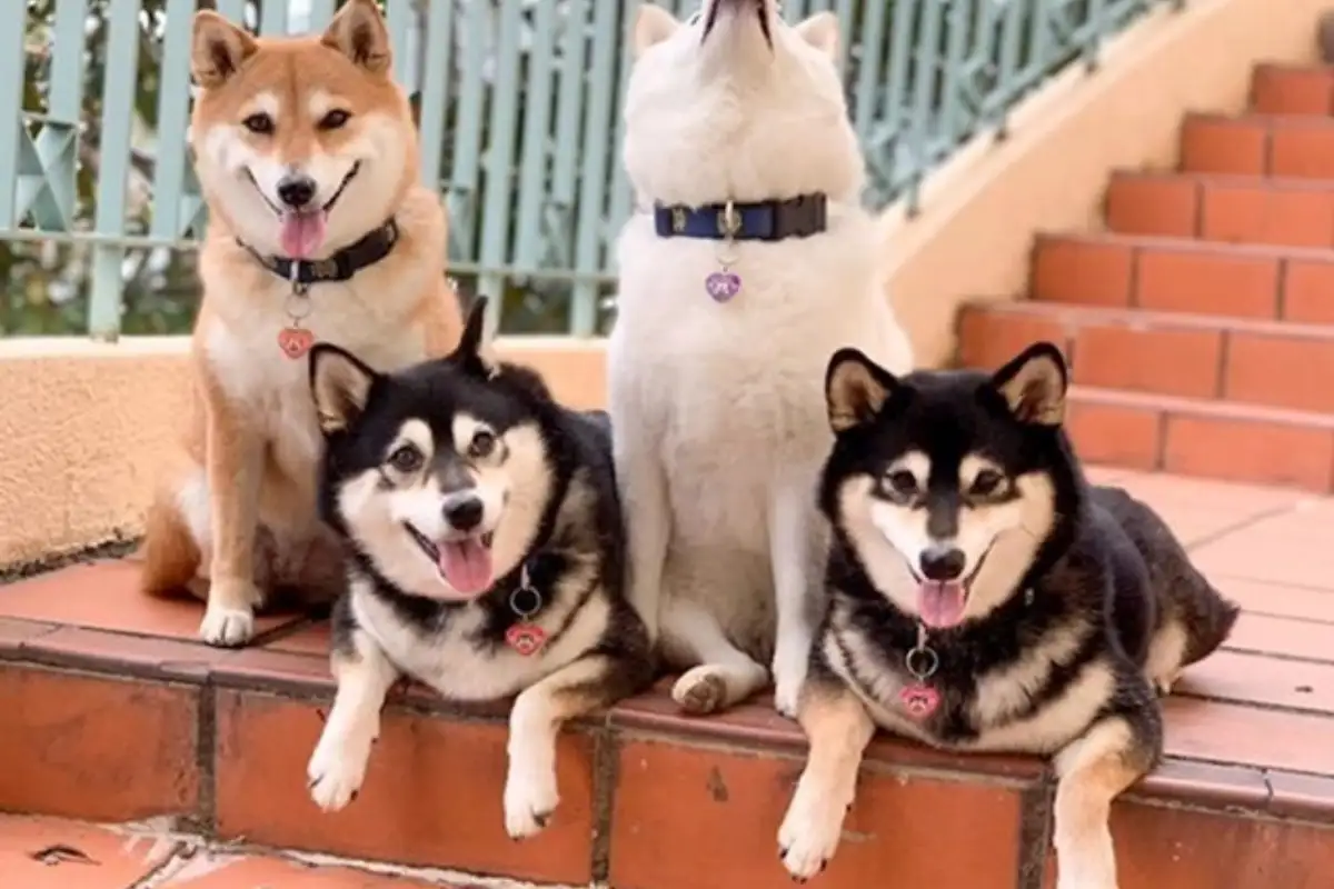 Shiba hina7