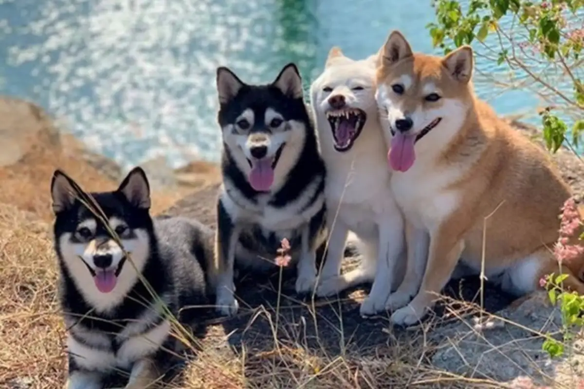 Shiba hina8