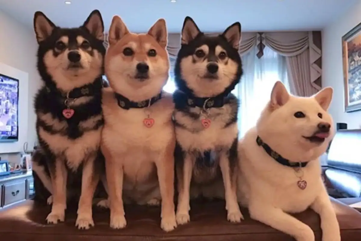 Shiba hina9