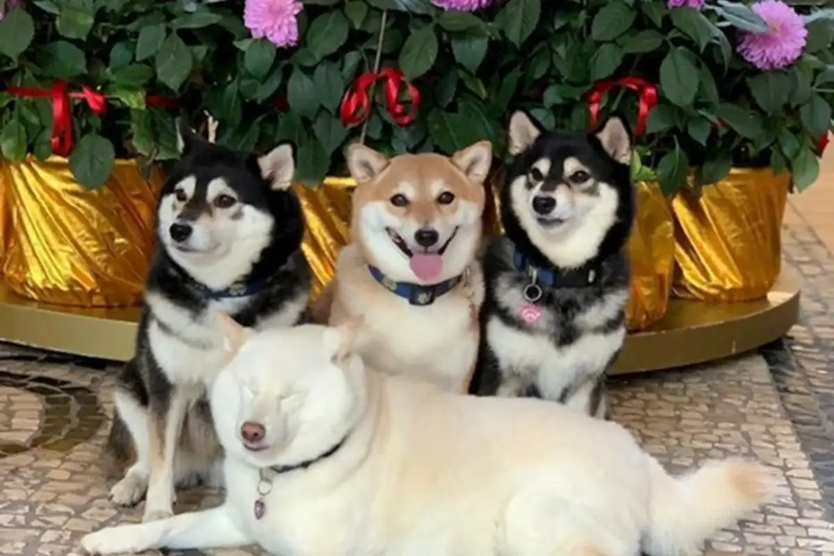 Shiba hina10