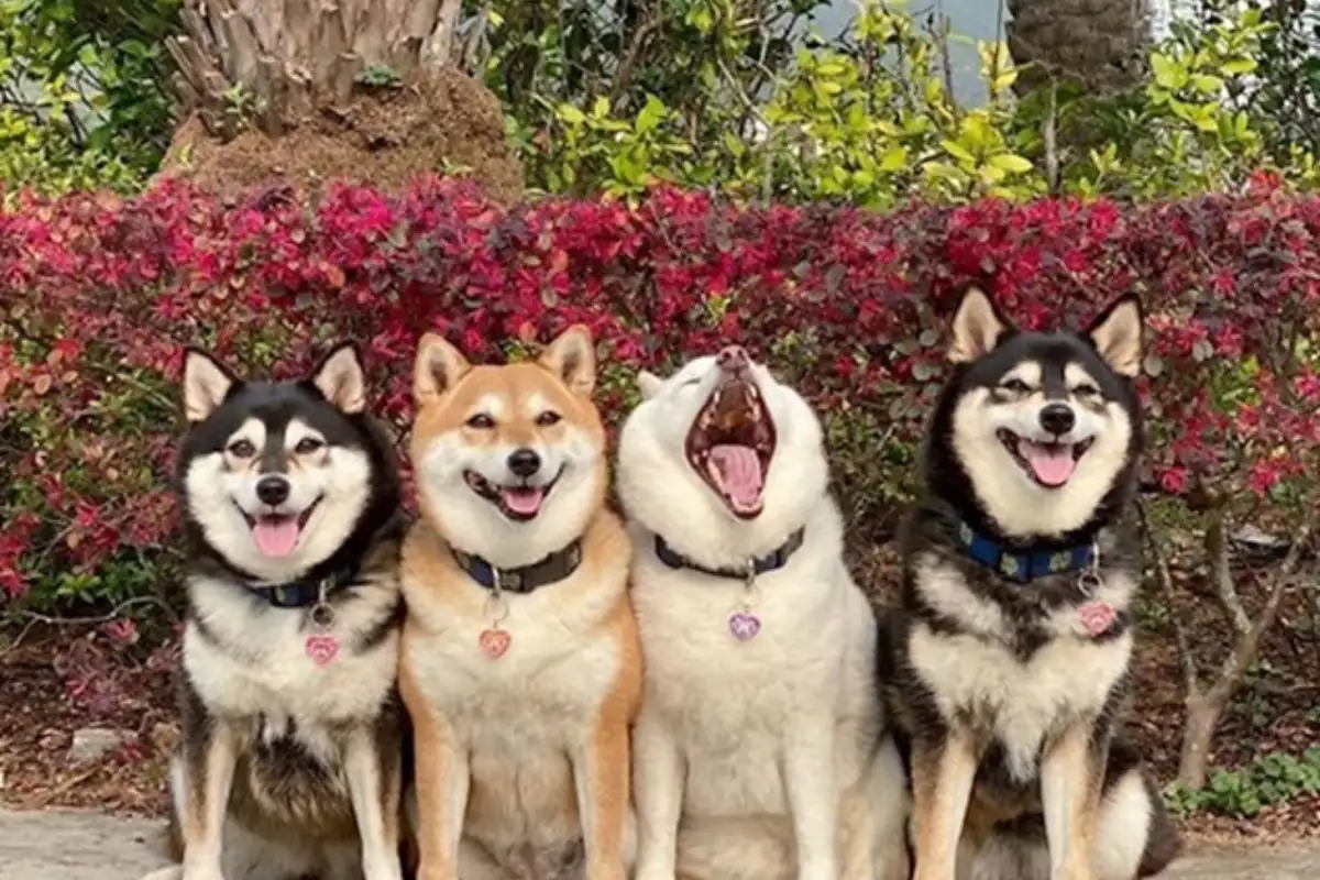 Shiba hina12