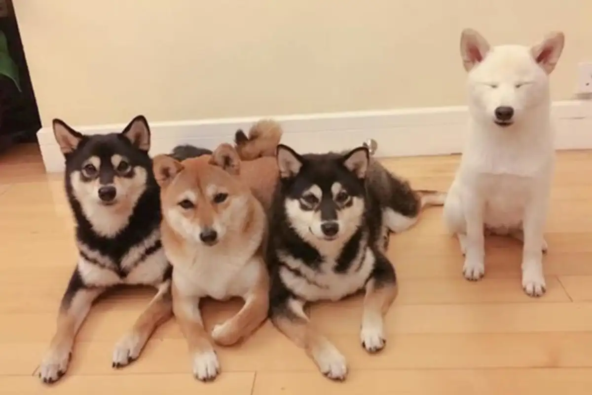 Shiba hina13