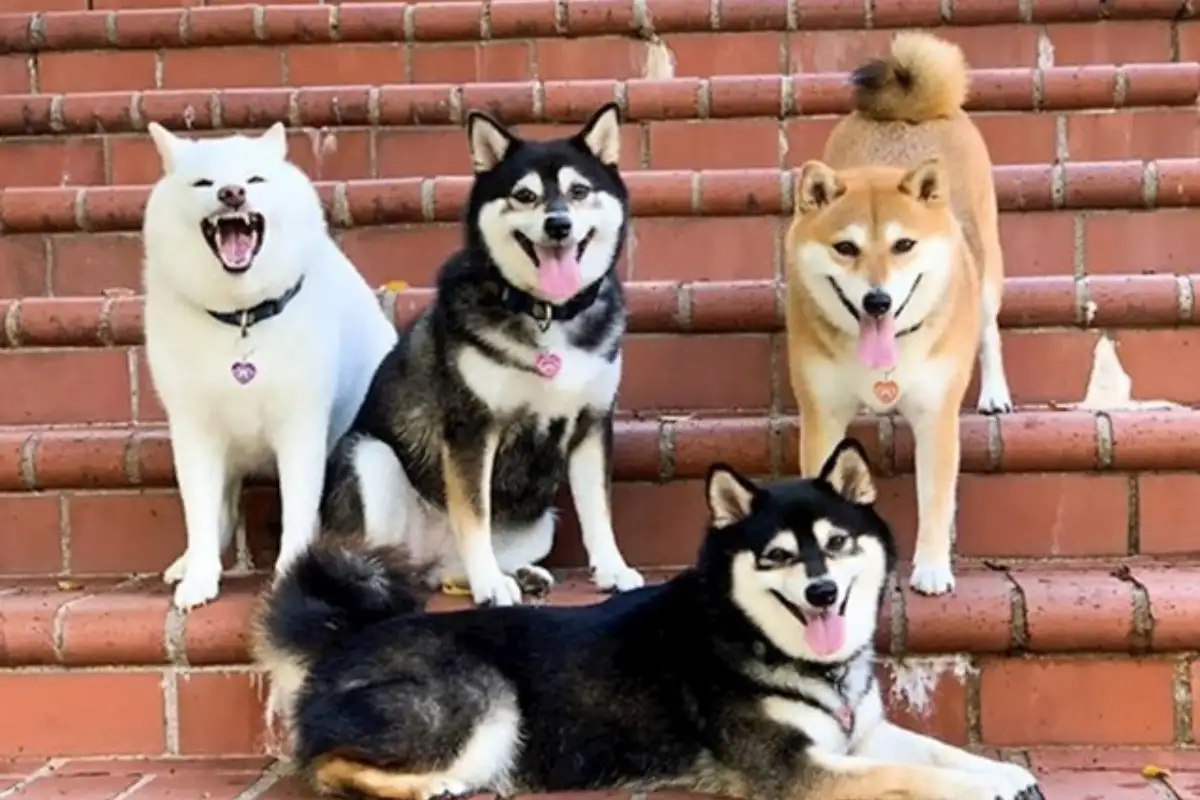 Shiba hina14
