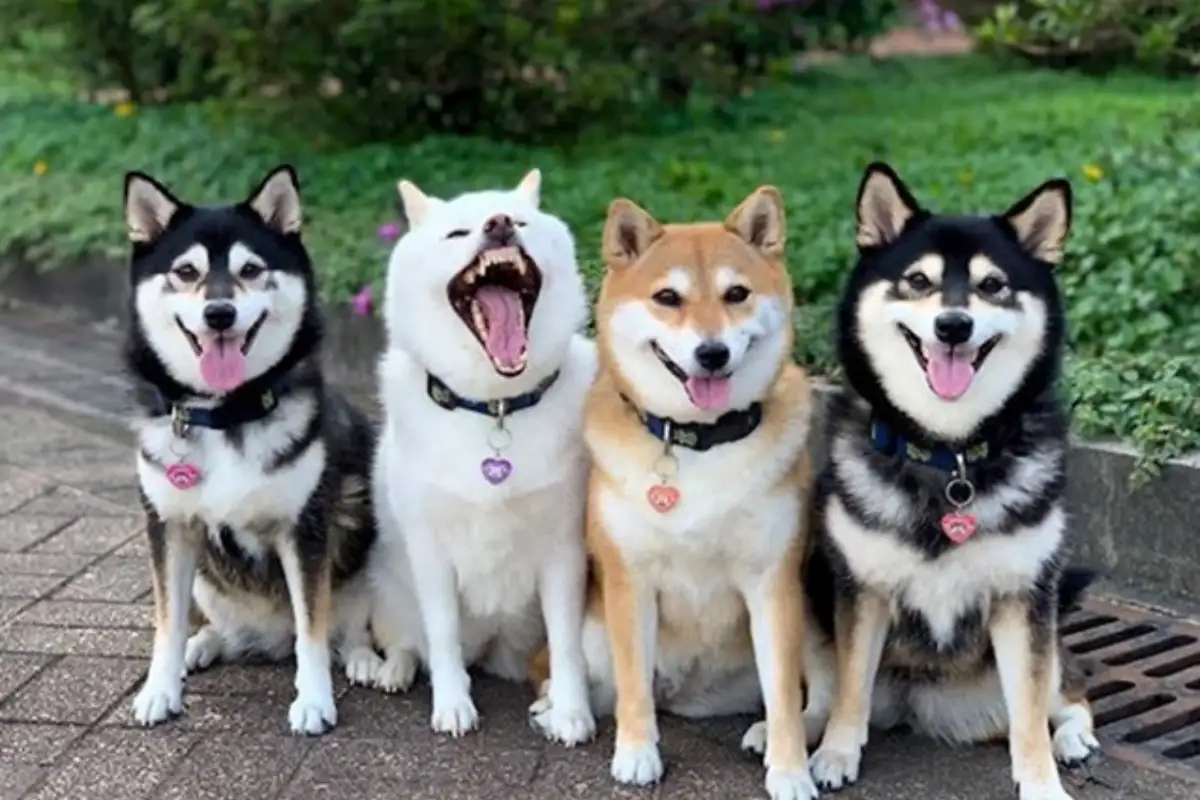 Shiba hina18