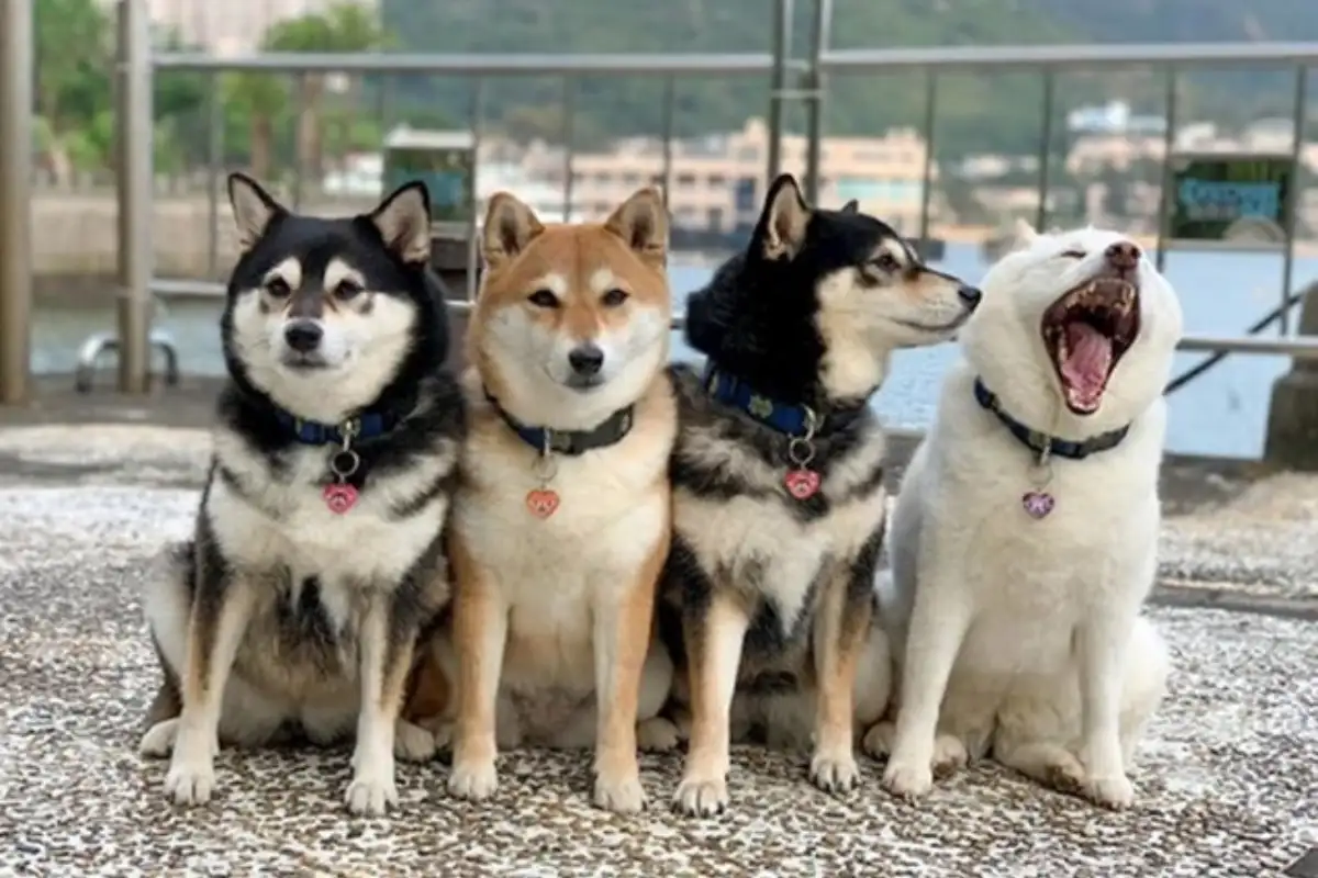 Shiba hina19