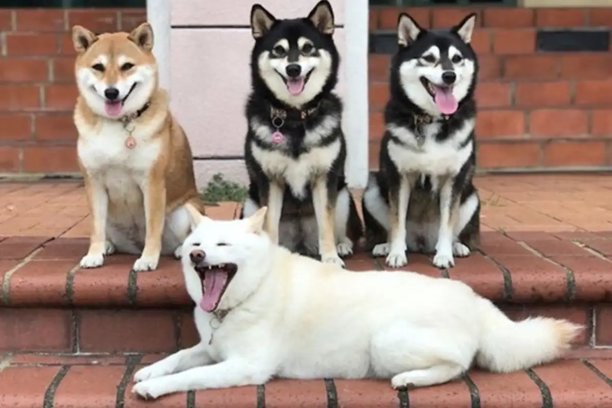 Shiba hina20