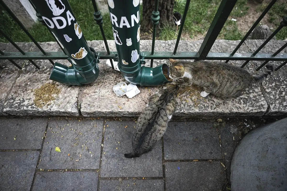 Mačke kod sarajevske džamije Ferhadija AA