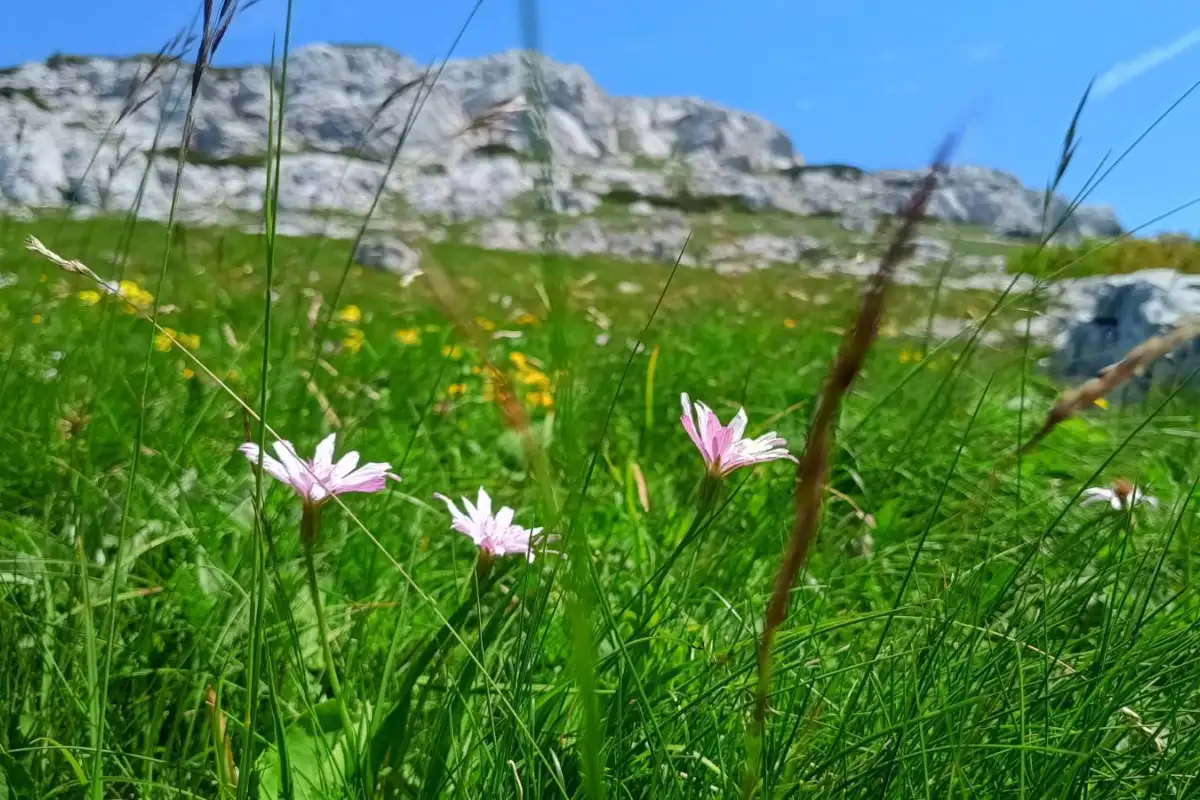 Osječenica, planina bosanski petrovac