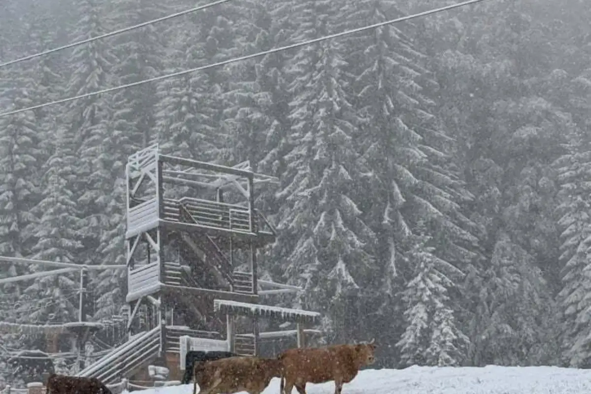 snijeg jahorina 25 IMG 5306