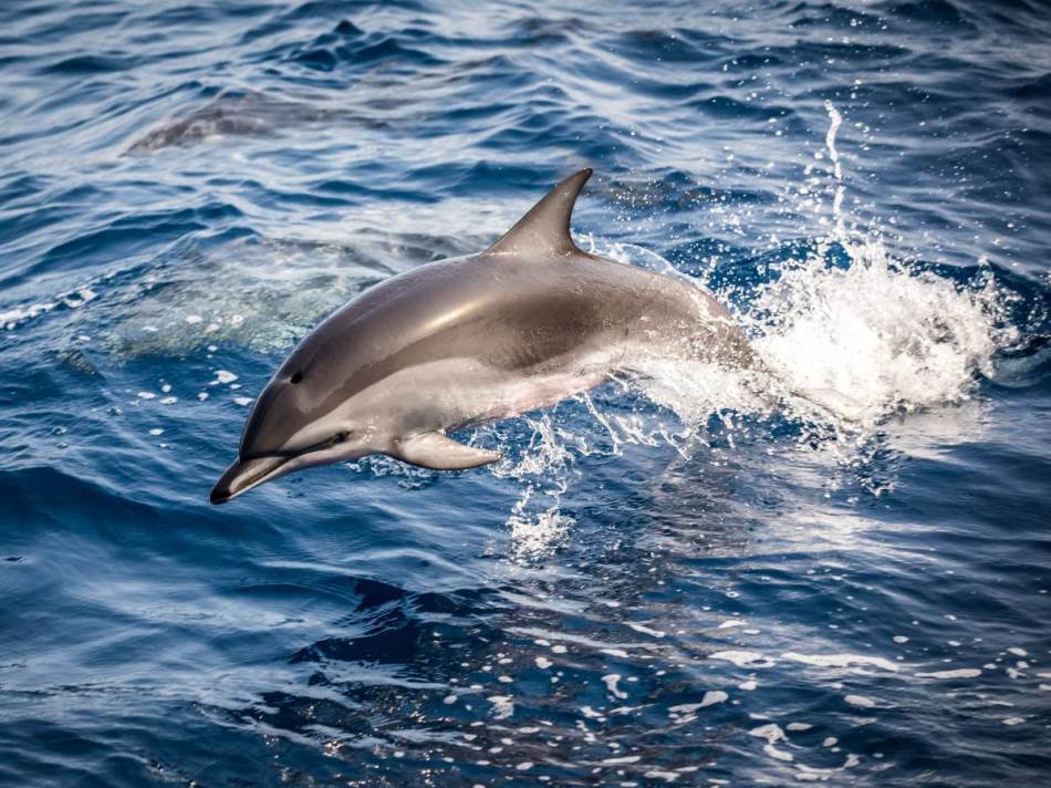 Delfin