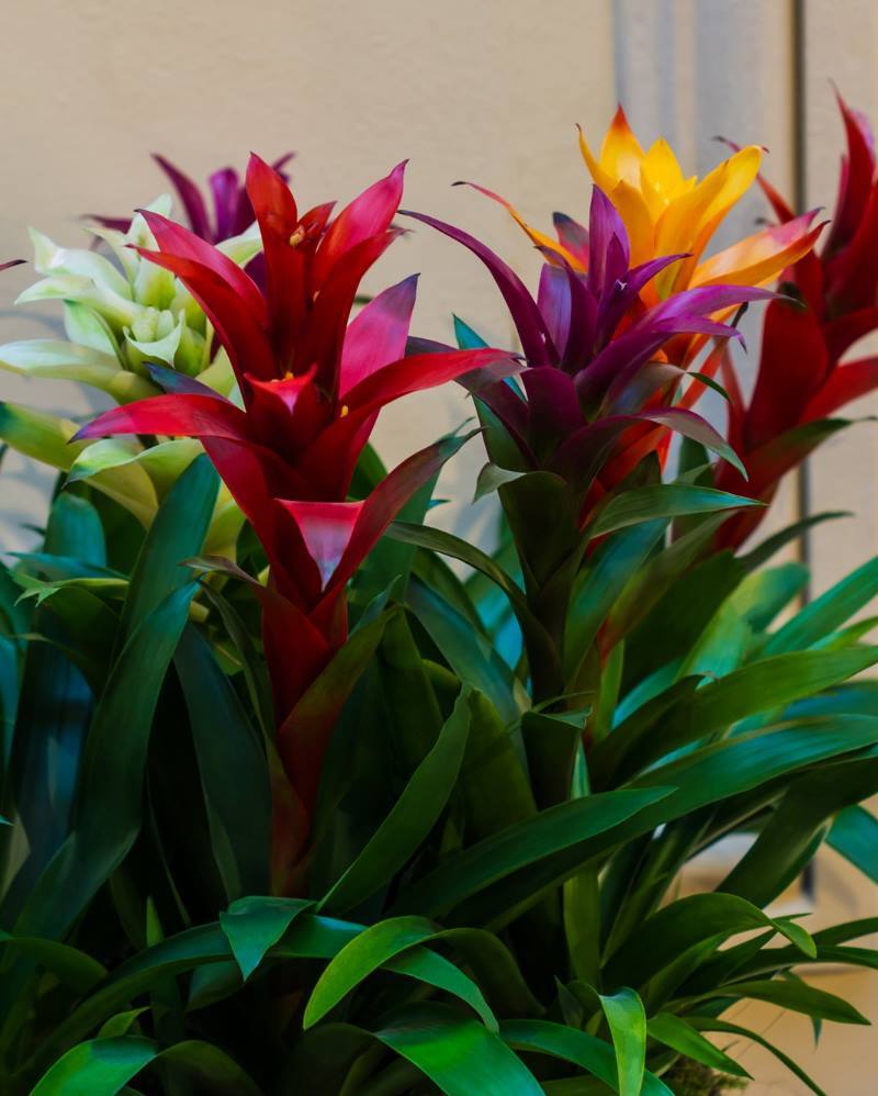 Guzmanija FP 800 45 01