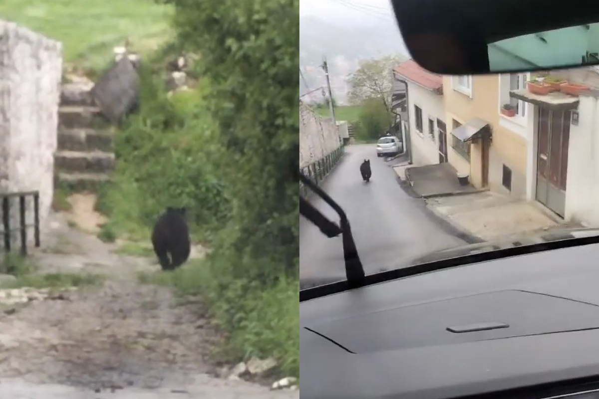 Medo vratnik medvjed maj