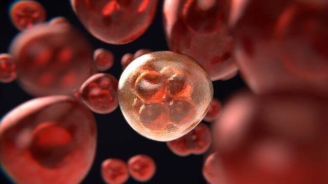 Mitosis gac8f876ea 640